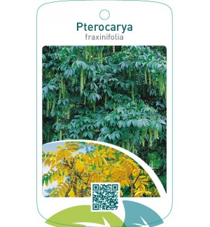 Pterocarya fraxinifolia
