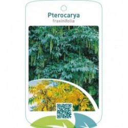 Pterocarya fraxinifolia