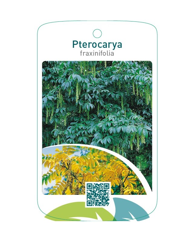 Pterocarya fraxinifolia