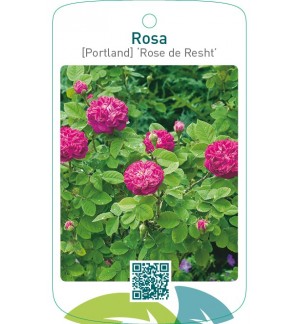 Rosa [Portland] ‘Rose de Rescht’