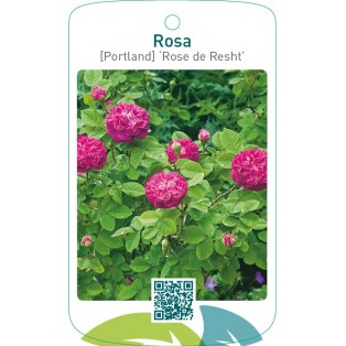 Rosa [Portland] ‘Rose de Rescht’