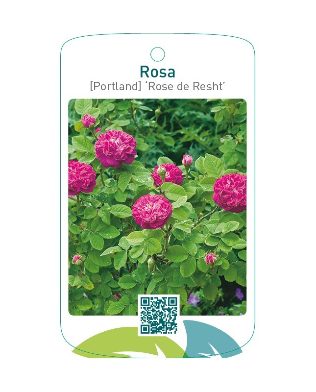 Rosa [Portland] ‘Rose de Rescht’