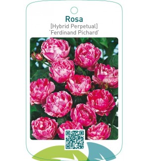 Rosa [Hybrid Perpetual] ‘Ferdinand Pichard’