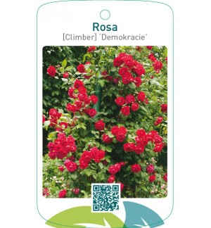 Rosa [Climber] ‘Demokracie’ (Blaze Superior)
