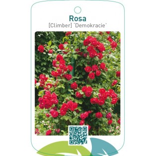 Rosa [Climber] ‘Demokracie’ (Blaze Superior)