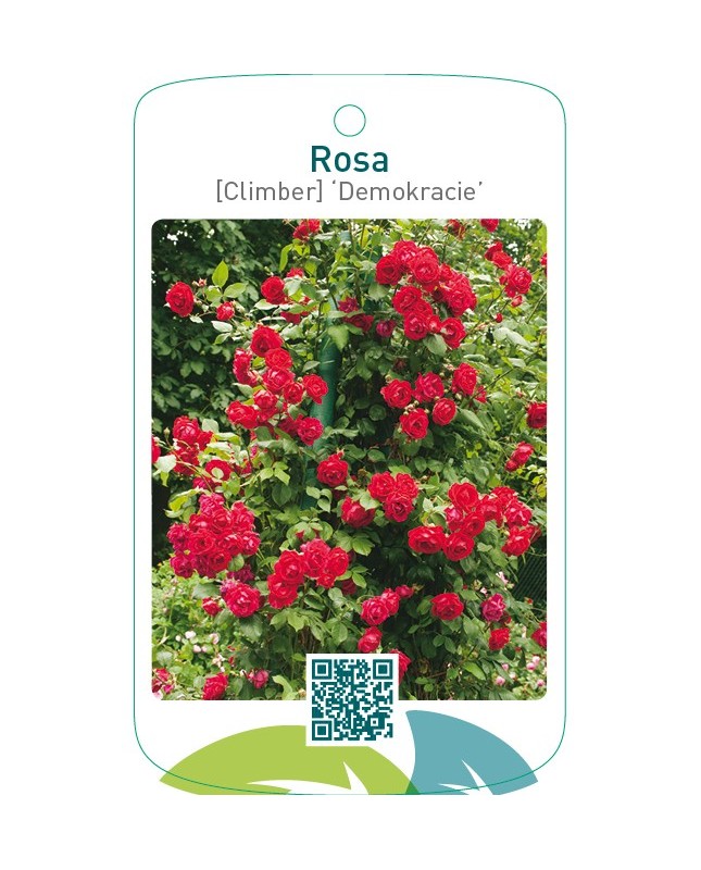 Rosa [Climber] ‘Demokracie’ (Blaze Superior)