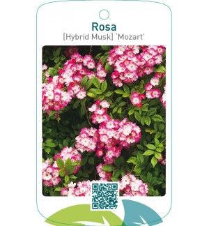Rosa [Hybrid Musk] ‘Mozart’