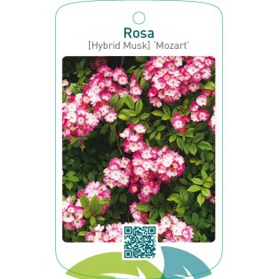 Rosa [Hybrid Musk] ‘Mozart’