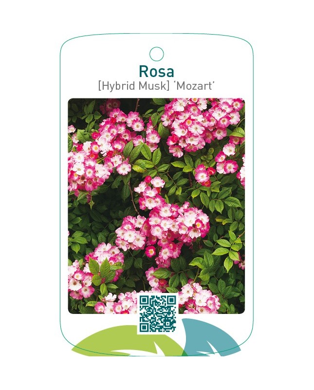 Rosa [Hybrid Musk] ‘Mozart’