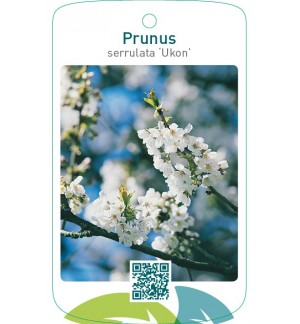 Prunus serrulata ‘Ukon’