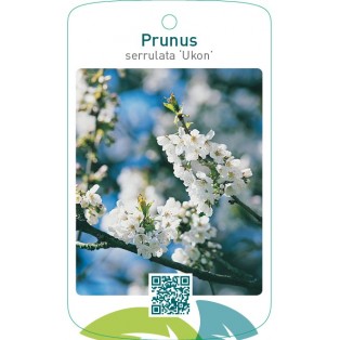 Prunus serrulata ‘Ukon’