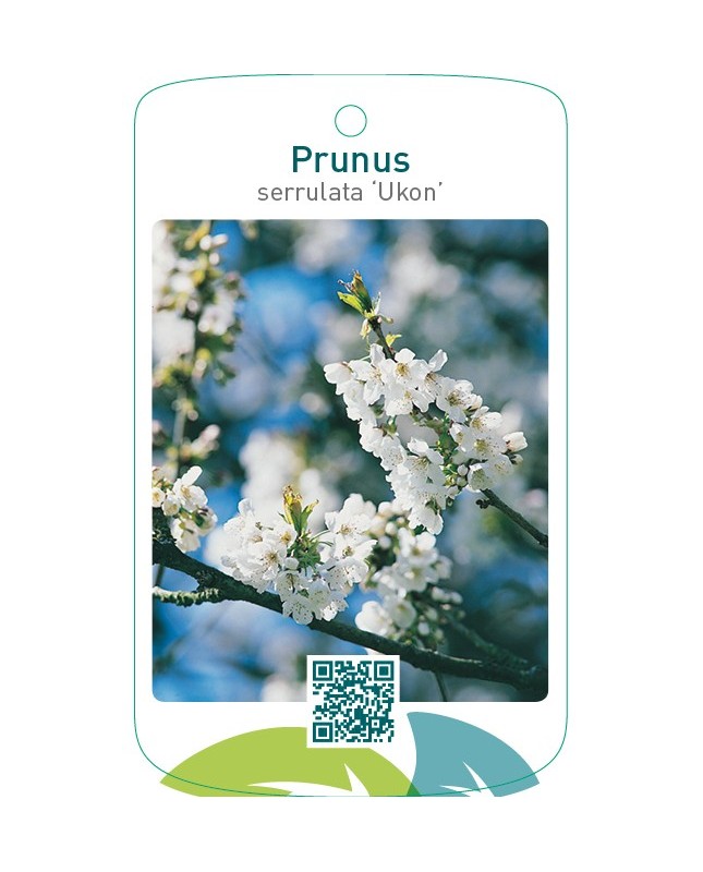 Prunus serrulata ‘Ukon’