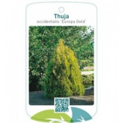 Thuja occidentalis ‘Europa Gold’