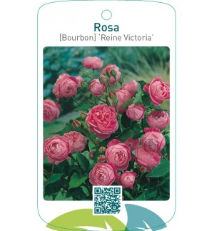 Rosa [Bourbon] ‘Reine Victoria’