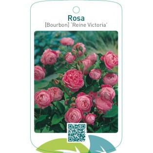 Rosa [Bourbon] ‘Reine Victoria’