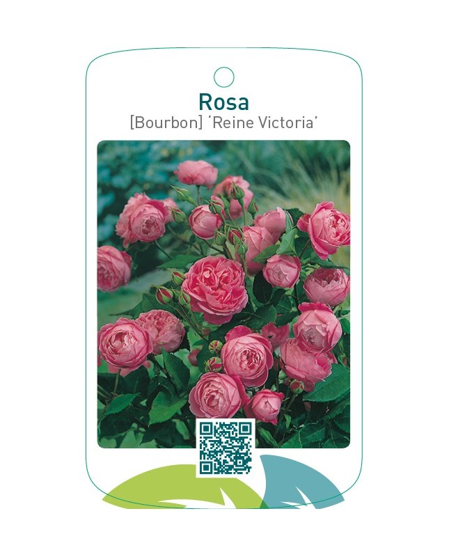 Rosa [Bourbon] ‘Reine Victoria’