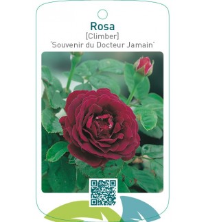 Rosa [Climber] ‘Souvenir du Dr.Jamain’
