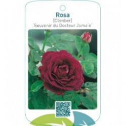 Rosa [Climber] ‘Souvenir du Dr.Jamain’