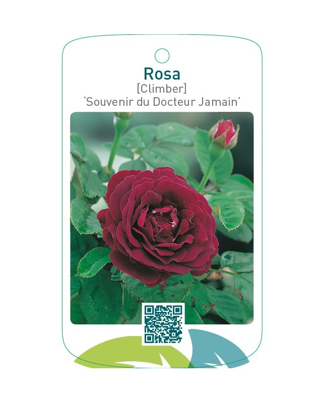 Rosa [Climber] ‘Souvenir du Dr.Jamain’