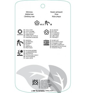 Etichette di Rosa [Climber] ‘Souvenir du Dr.Jamain’ *