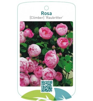 Rosa [Climber] ‘Raubritter’