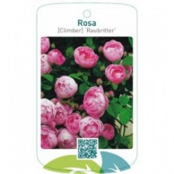 Rosa [Climber] ‘Raubritter’