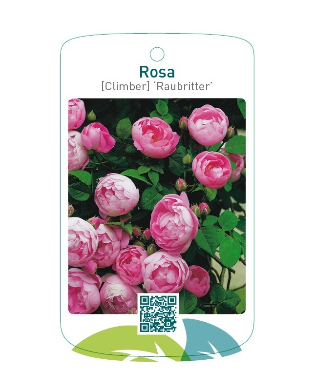 Rosa [Climber] ‘Raubritter’