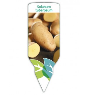 Patata (Solanum tuberosum)