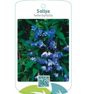 Sollya heterophylla