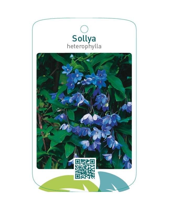 Sollya heterophylla