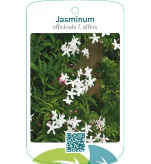 Jasminum officinale f. afinne
