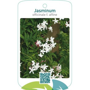 Jasminum officinale f. afinne