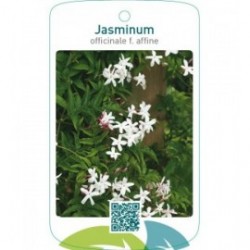 Jasminum officinale f. afinne