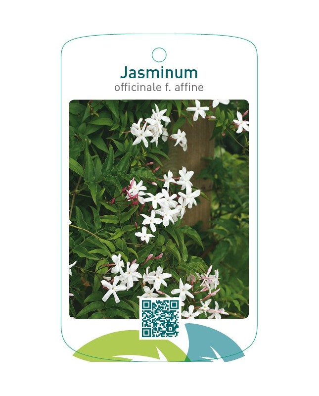 Jasminum officinale f. afinne
