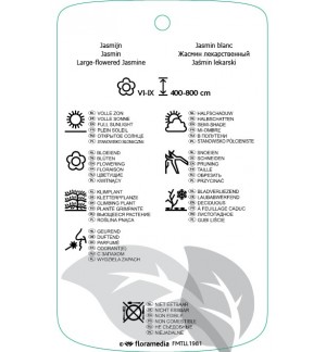 Etichette di Jasminum officinale f. afinne *