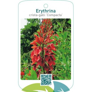 Erythrina crista-galli ‘Compacta’