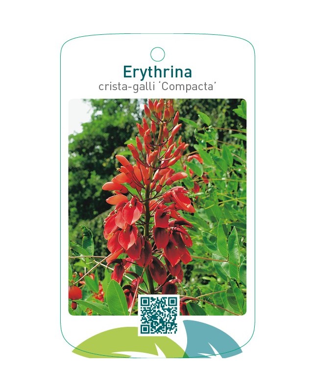 Erythrina crista-galli ‘Compacta’