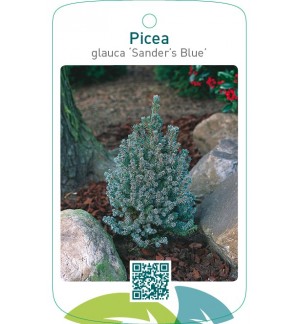 Picea glauca ‘Sander’s Blue’