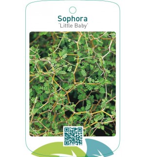 Sophora ‘Little Baby’