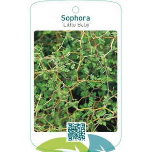 Sophora ‘Little Baby’