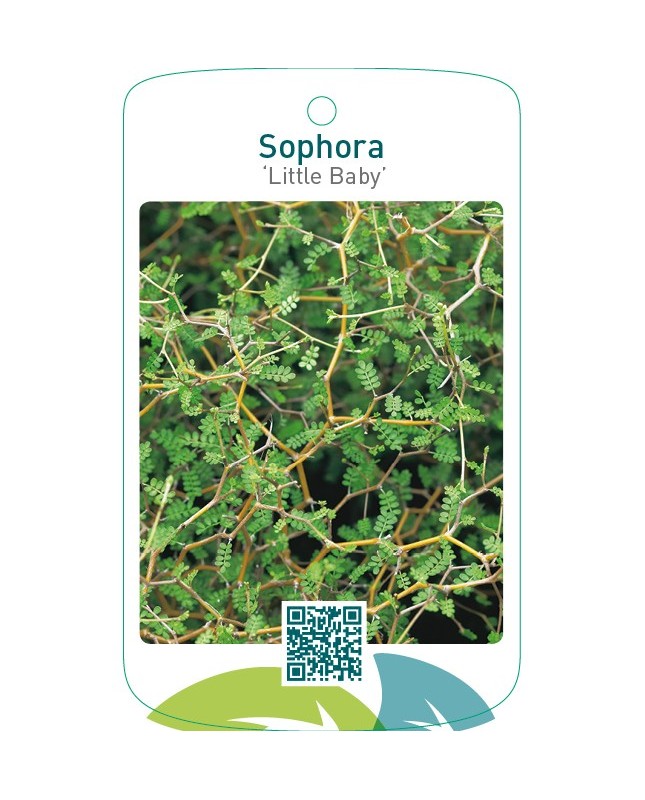 Sophora ‘Little Baby’