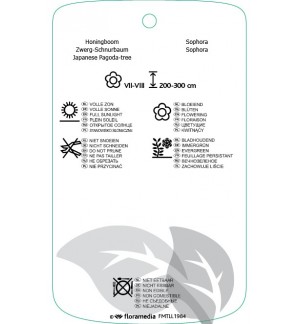 Etichette di Sophora ‘Little Baby’ *