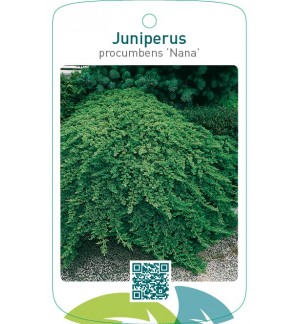 Juniperus procumbens ‘Nana’