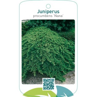 Juniperus procumbens ‘Nana’