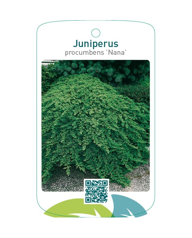 Juniperus procumbens ‘Nana’