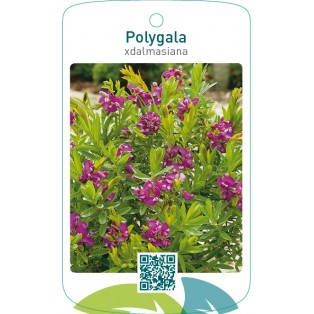 Polygala xdalmasiana’
