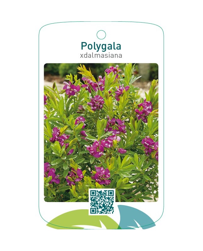 Polygala xdalmasiana’