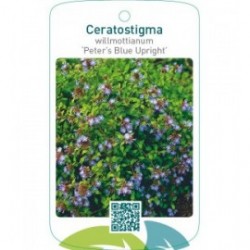 Ceratostigma willmottianum ‘Peter’s Blue Upright’