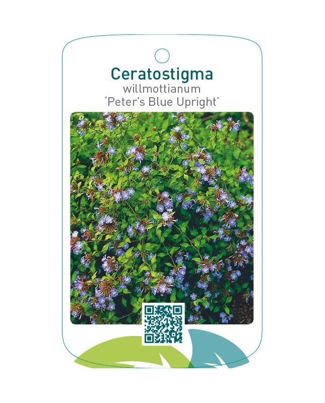Ceratostigma willmottianum ‘Peter’s Blue Upright’