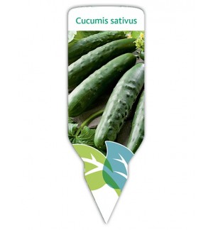 Pepino (Cucumis sativus)